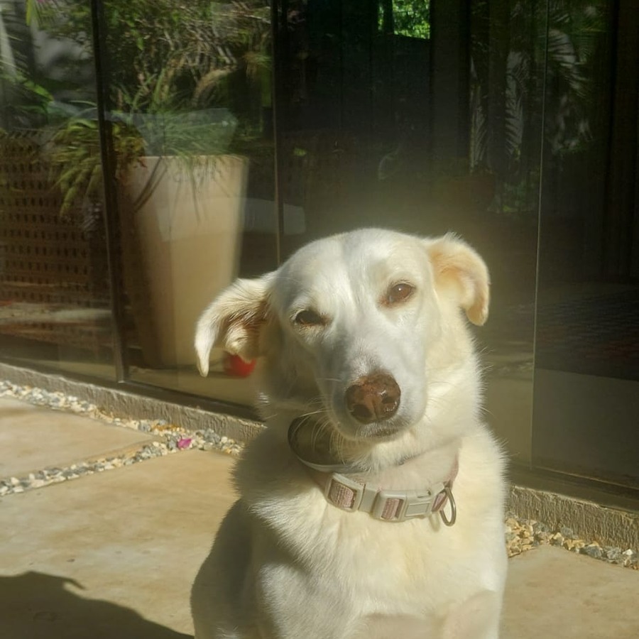 João e Di
